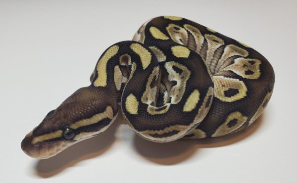 2021-01-7 - Lesser 50% het Clown - Female