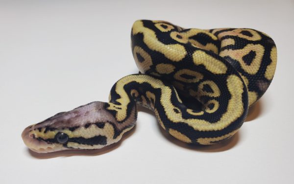 2021-01-9 Pastel Spotnose Yellow Belly 50% het Clown - Male - Image 2