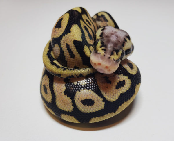 2021-01-9 Pastel Spotnose Yellow Belly 50% het Clown - Male