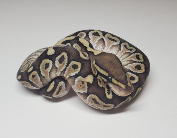 2021-01-1 Lesser Yellow Belly 50% Het Clown - Female (SOLD)