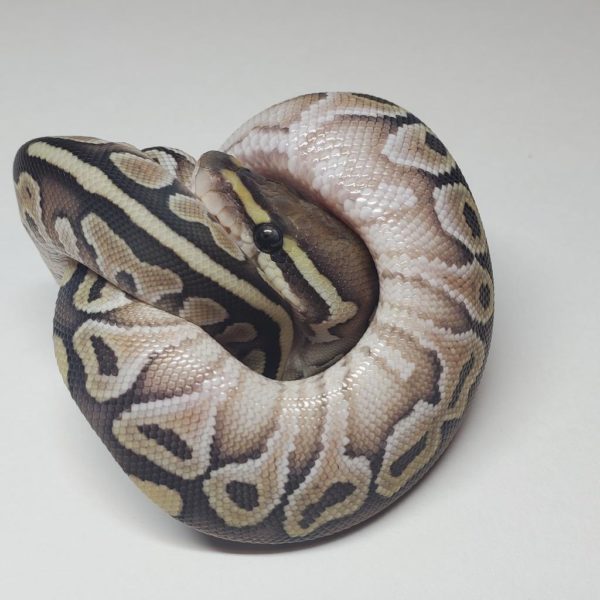 2021-01-1 Lesser Yellow Belly 50% Het Clown - Female (SOLD) - Image 2