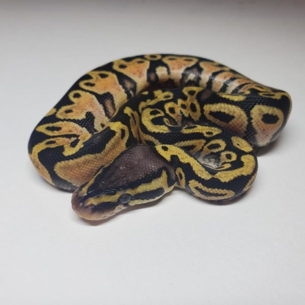 2021-01-4 - Pastel Yellow Belly 50% het Clown - Female - Image 2