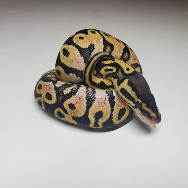 2021-01-4 - Pastel Yellow Belly 50% het Clown - Female - Image 3