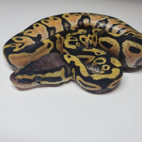 2021-01-4 - Pastel Yellow Belly 50% het Clown - Female