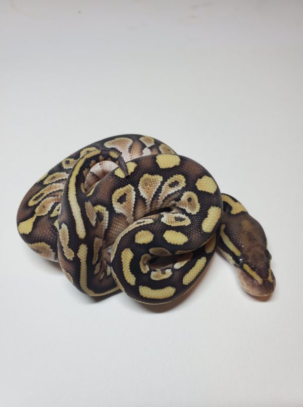 2021-01-6 Lesser Yellow Belly 50% het Clown - Female (SOLD)