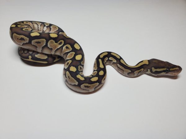 2021-01-6 Lesser Yellow Belly 50% het Clown - Female (SOLD) - Image 2