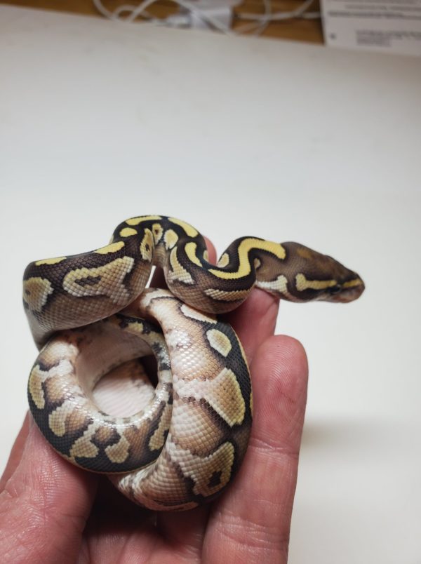 2021-01-6 Lesser Yellow Belly 50% het Clown - Female (SOLD) - Image 3